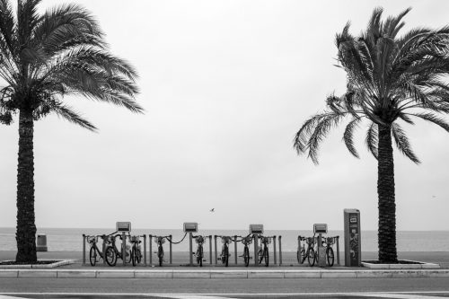 22-palmiers-nice-8233-ok