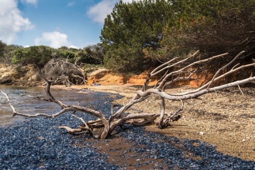 47-plage-noire-du-langoustier-11239-2-ok-copie