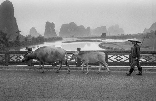 22-980508-4a-buffles-guilin-copier