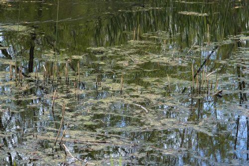 20-jardin-dhiver-0934-copie-copie