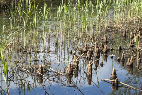 21-jardin-dhiver-0929-copie-copie-1-copie