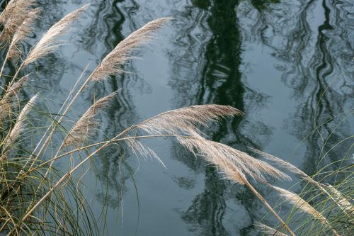 22-jardin-dhiver-siagne-2436-copie