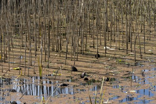 25-jardin-dhiver-3642-copie