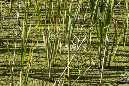 26-jardin-dhiver-3646-copie