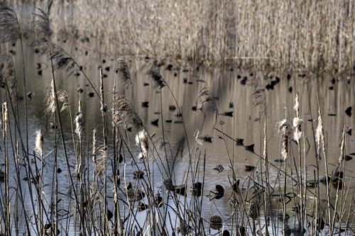 28-jardin-dhiver-fontmerle-2644-copie