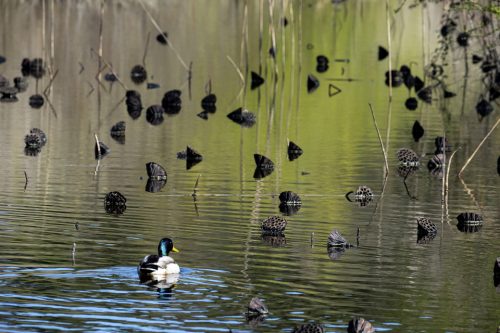 29-jardin-dhiver-fontmerle-2626-copie