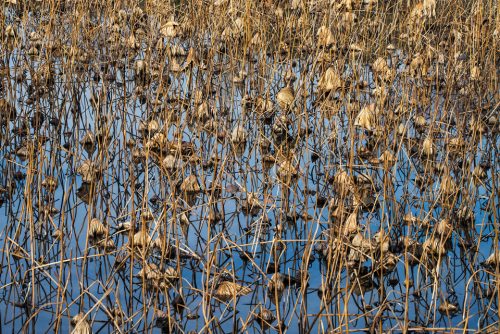 30-fontmerle-9417-copie-copie