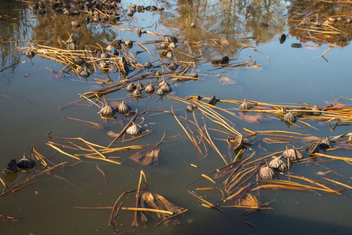 31-fontmerle-10782-copie