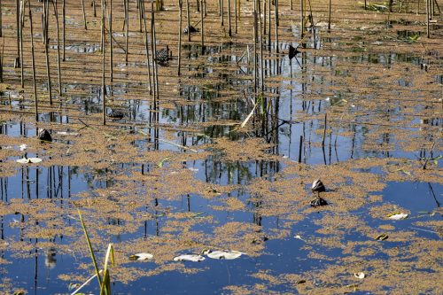 32-jardin-dhiver-3645-copie