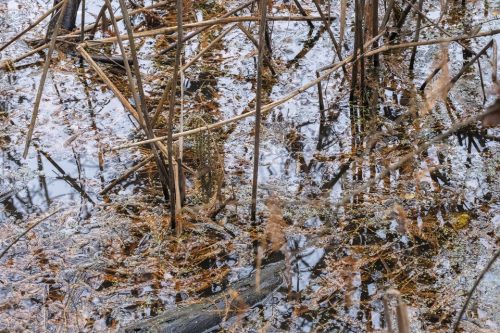 33-jardin-dhiver-7996-copie