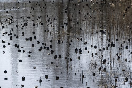 35-jardin-dhiver-fontmerle-2640-copie