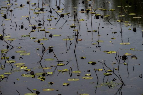 36-fontmerle-13715-4-ok-2-copie