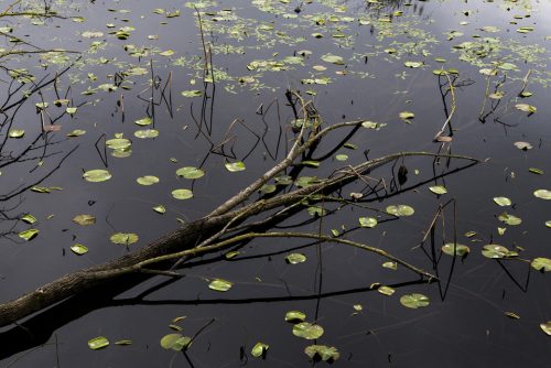 37-fontmerle-3799-copie-copie