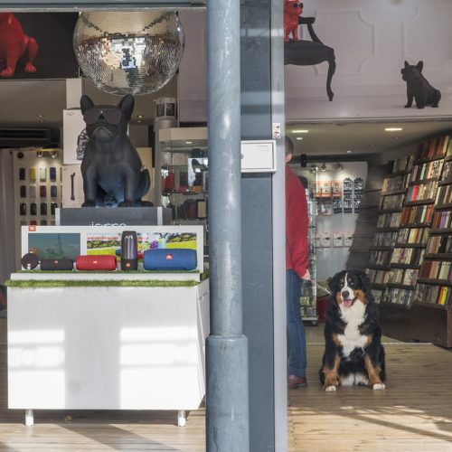 39-chien-sainte-maxime-7417