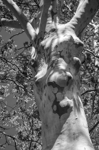 11-girafe-6042-copie