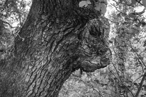 30-arbre-animal-01-copie