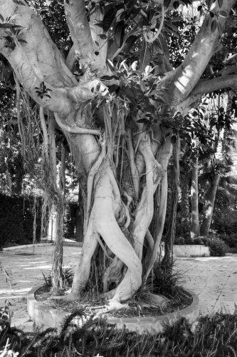 34-baulieu-arbre-5434 1