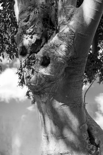 35-arbes-tordus-2926