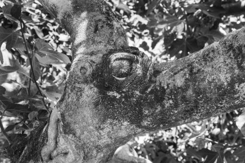 43-arbres-Yvoire-1857