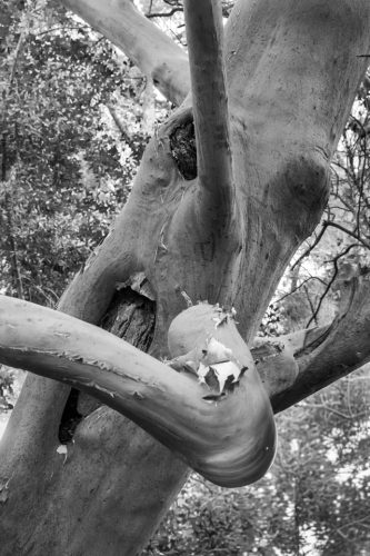 44-jardin-thuret-5959