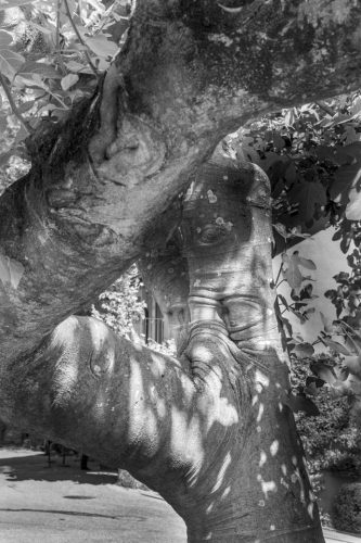 45-arbres-Yvoire-1855