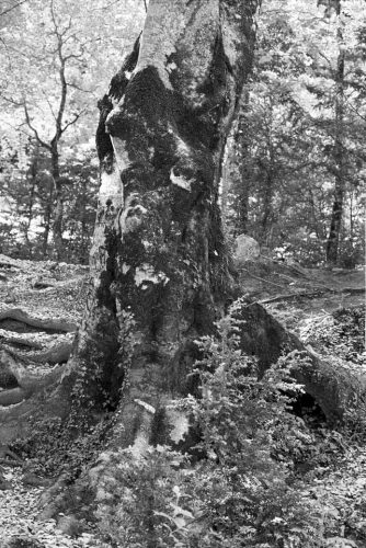 55-1988-verdon-1-copie-2