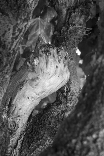 56-arbres-thonon-5789-copie