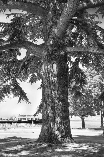 57-arbre-evian-1978-copie