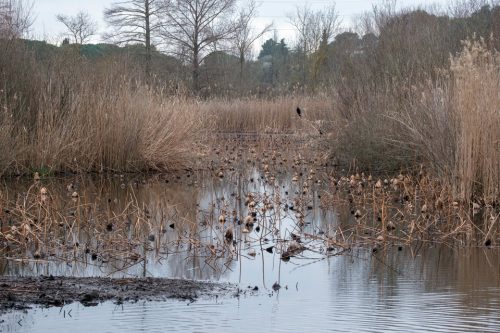 21-fontmerle-3642-ok-copie