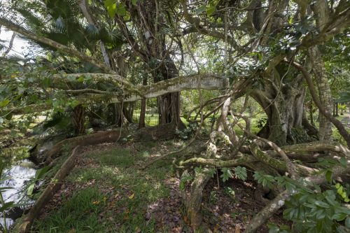 24-jardin-pamplemousse-5701-copie