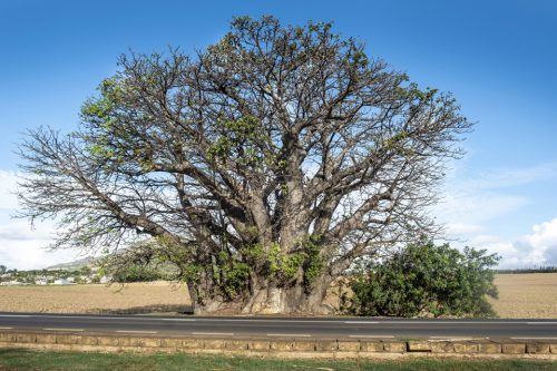 25-baobab-6601C-copie