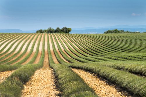 29b-lavandes-14896-ok-copie