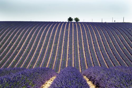 29c-valensole-lavandes-1421-copie