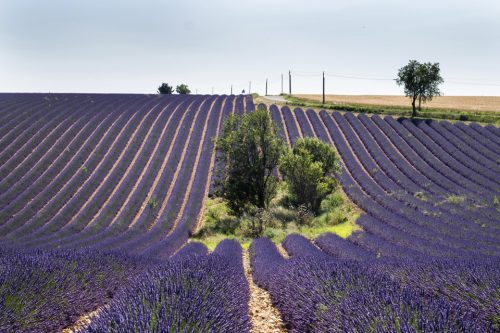 29d-valensole-lavandes-1428-copie