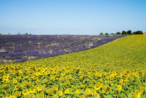 29e-lavandes-14907-ok-copie