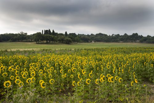 29f-tournesols-14818-copie
