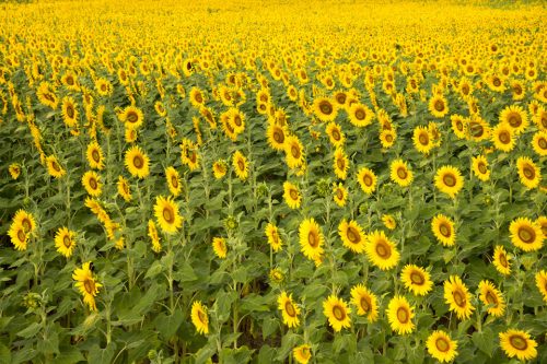 29g-tournesols-14829-copie