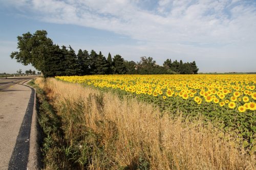 30-arles-2017-9129-OK-copie