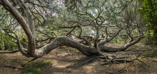 36-arbre-porquerolles-ok-copie