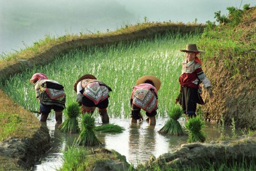 40-20050514-19a-femmes-riziere-ok-A2-copie