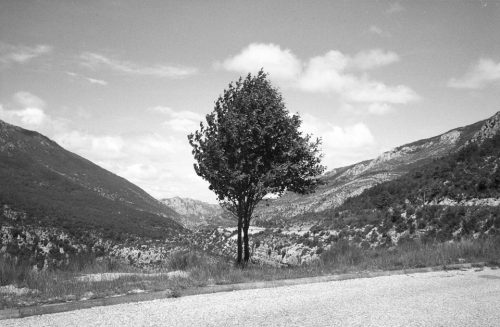 05-1990-0504-arbre-verdon-copie