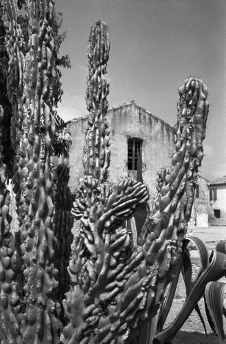 14-1990-0402 36-cactus-st-marguerite